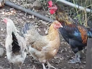 Đắk Lắk: Phát triển giống gà bản địa